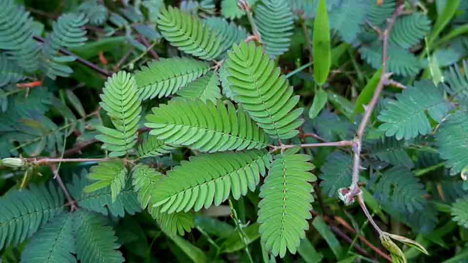 Daun pokok semalu atau puteri malu