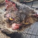 Penyakit sporo pada hidung muka dan telinga kucing