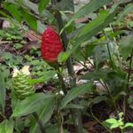 pokok lempuyang gajah Zingiber Zerumbet buahnya berwarna merah