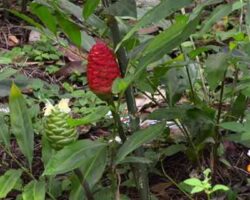 pokok lempuyang gajah Zingiber Zerumbet buahnya berwarna merah