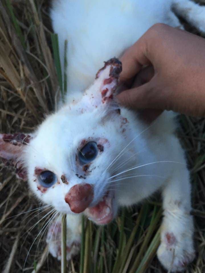 Penyakit Kucing Sporo Ps Herbs Penyakit Haiwan