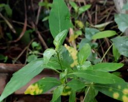 Pokok kepala sari atau palasari