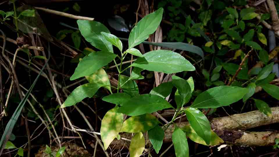 pokok kepala sari