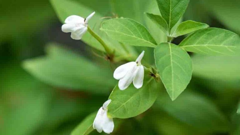 Pokok Kepala Sari Banyak Kegunaan Perubatan Dan Kesihatan Ps Herbs