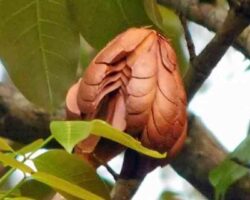 buah tunjuk langit atau Swietenia macrophylla