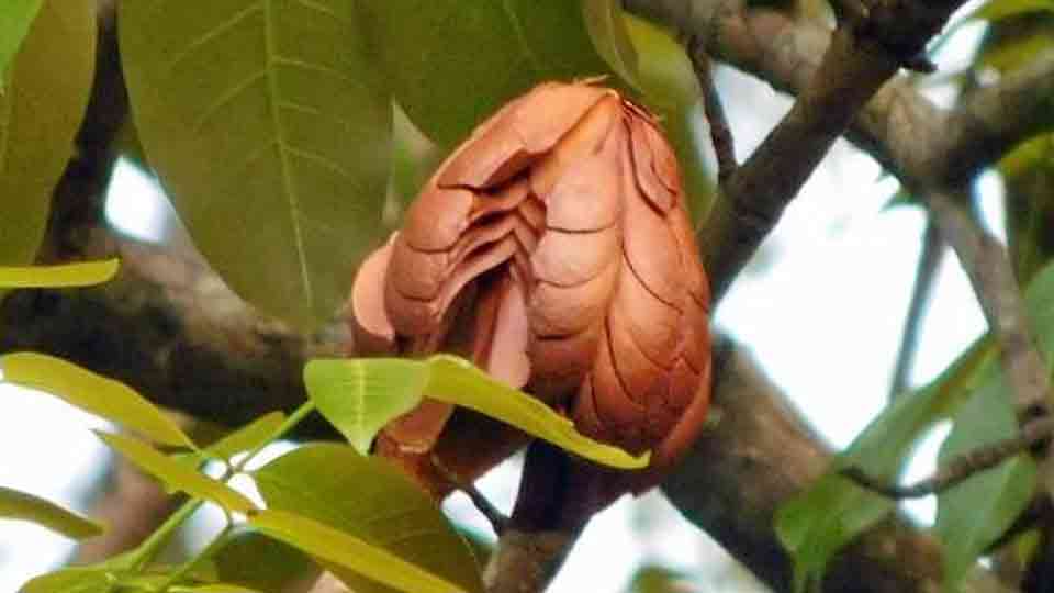 buah tunjuk langit atau Swietenia macrophylla