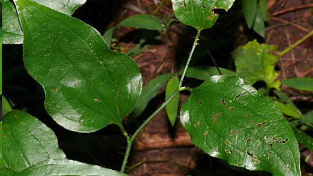 pokok alek besi