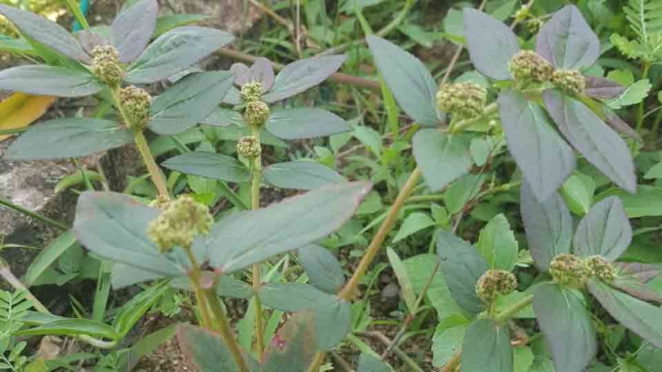 Pokok susu nabi atau pokok ara tanah