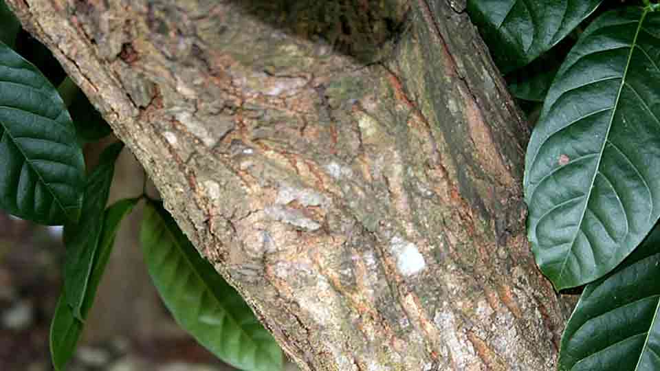 batang pokok buah tunjuk langit