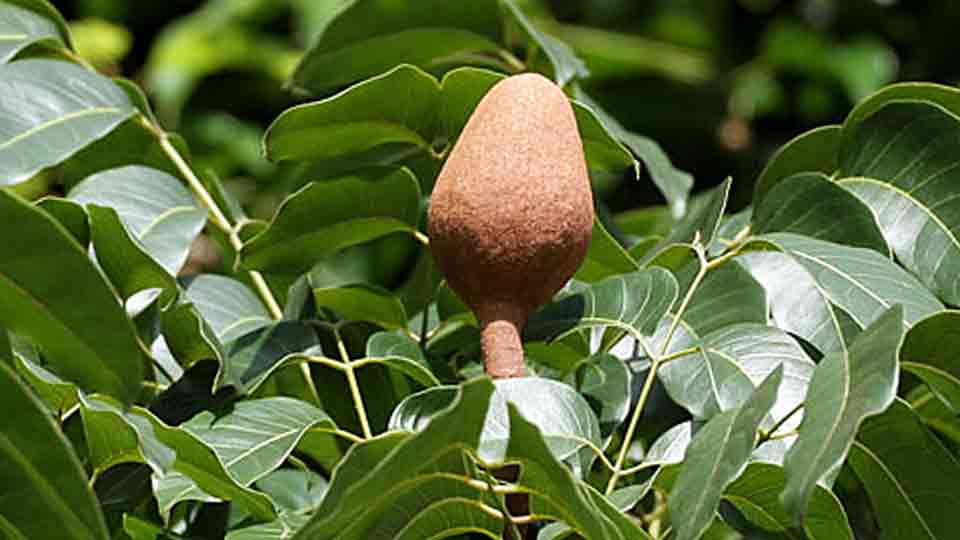 buah tunjuk langit atau Swietenia macrophylla