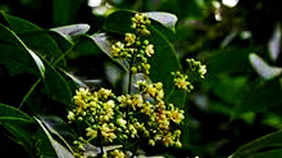 bunga buah tunjuk langit atau Swietenia macrophylla