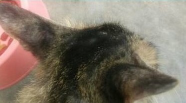 Pn Nor Laporkan, seminggu Kucing Sporo sembuh  PS Herbs 