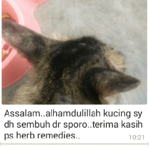 Pn Nor Laporkan, seminggu Kucing Sporo sembuh  PS Herbs 