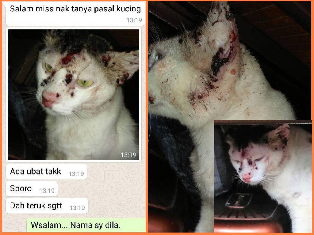 Kucing Sporo Beranak Pinak  PS Herbs