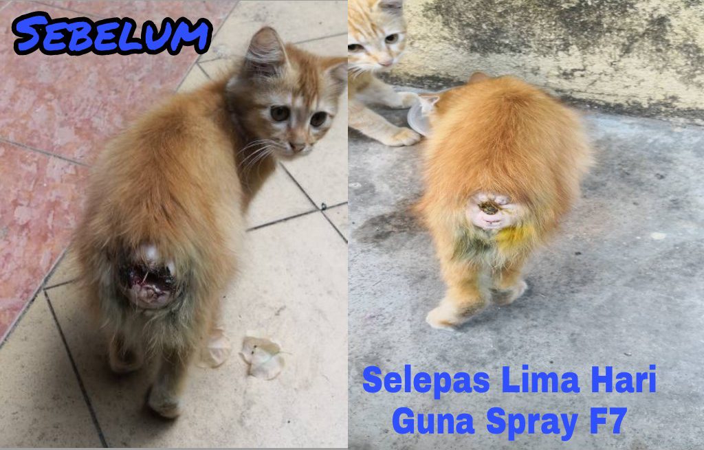 Kucing Wan: Lima Hari Luka Sembuh!  PS Herbs Testimoni