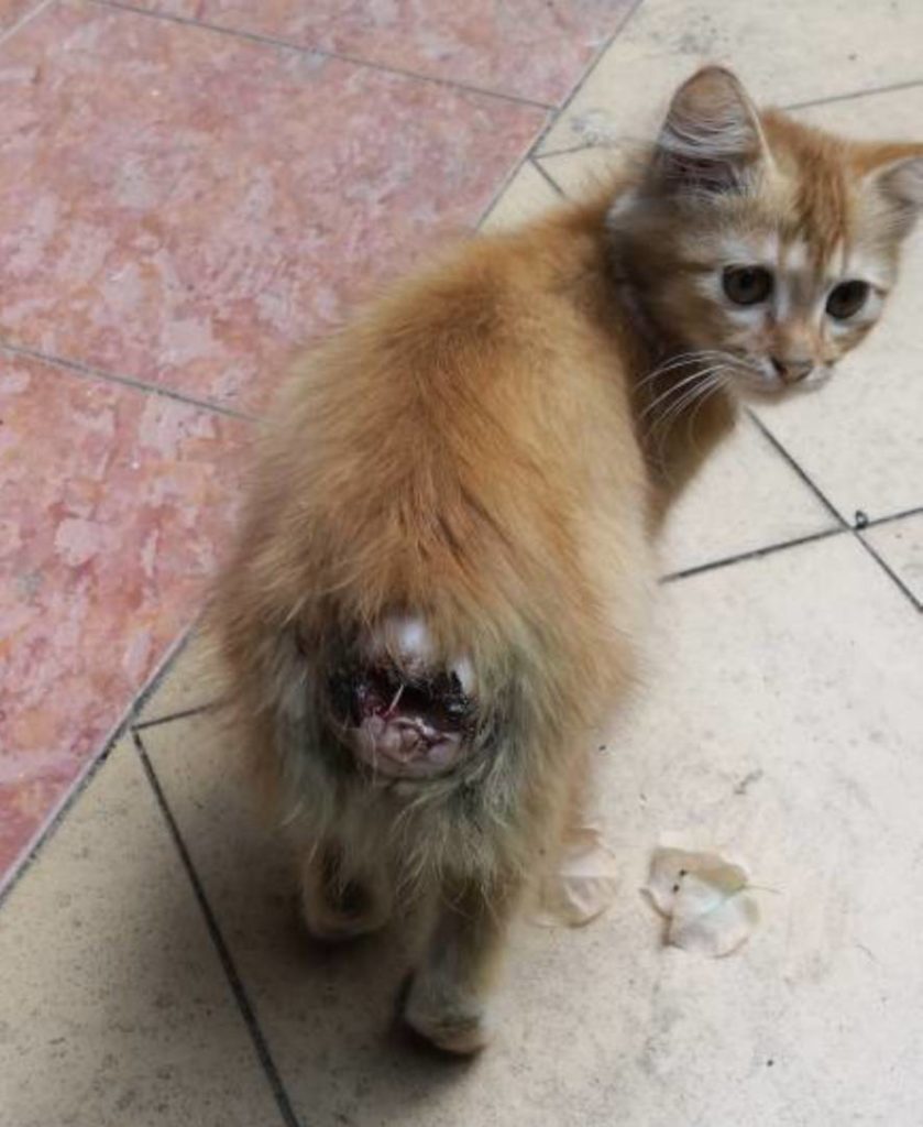 Kucing Wan: Lima Hari Luka Sembuh!  PS Herbs Testimoni