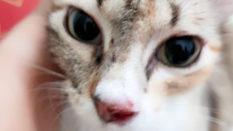Kucing Marzuin Sembuh daripada Sporo  PS Herbs Testimoni