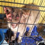 Penyakit sporo kucing di bahagian kepala. Berkudis dan berair