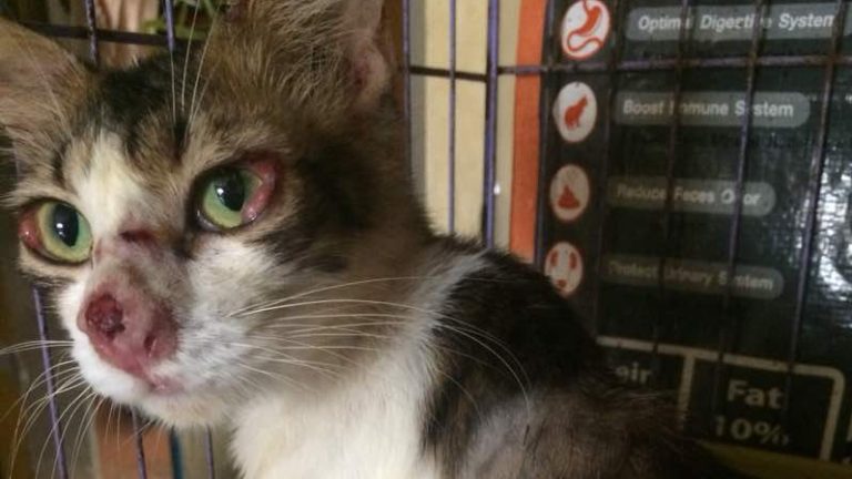 Kenali tanda tanda penyakit sporo kucing dan ambil langkah merawat