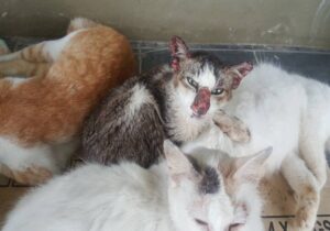 Penyakit sporo boleh berjangkit kepada kucing jika dibiarkan kucing yang sakit berkawan atau tidur bersama