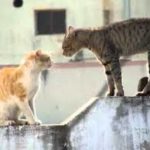 Penyakit sporo kucing boleh berlaku melalui pergaduhan