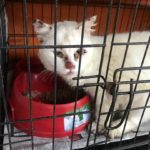 sangkar sempit tidak sesuai untuk kurung kucing sporo