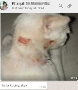 Kucing berkudis di bahagian leher dan dagu boleh sembuh dalam masa dua minggu sahaja