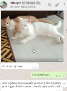 Kucing berkudis puan khalilah siaht setelah dirawat denga ubat PS Herbs