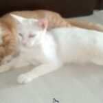 kucing puan khadijah sihat selepas dirawat dengan ubat PS Herbs