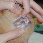 Panadol bahaya kepada kucing - antara kesannay ialah gusi dan bibir pucat