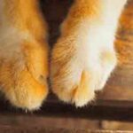 Panadol bahaya untuk kucing - tanda-tanda keracunan kerana termakan panadol ialah kaki bengkak