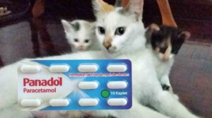 Panadol bahaya untuk kucing - boleh menyebabkan keracunan dan mati