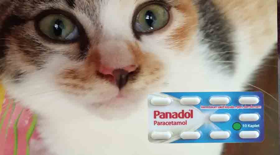 Panadol bahaya untuk kucing - boleh menyebabkan keracunan dan mati