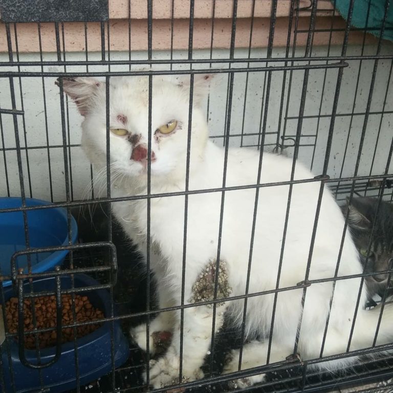 Kucing berpenyakit sporo hendaklah segera di kuarantin