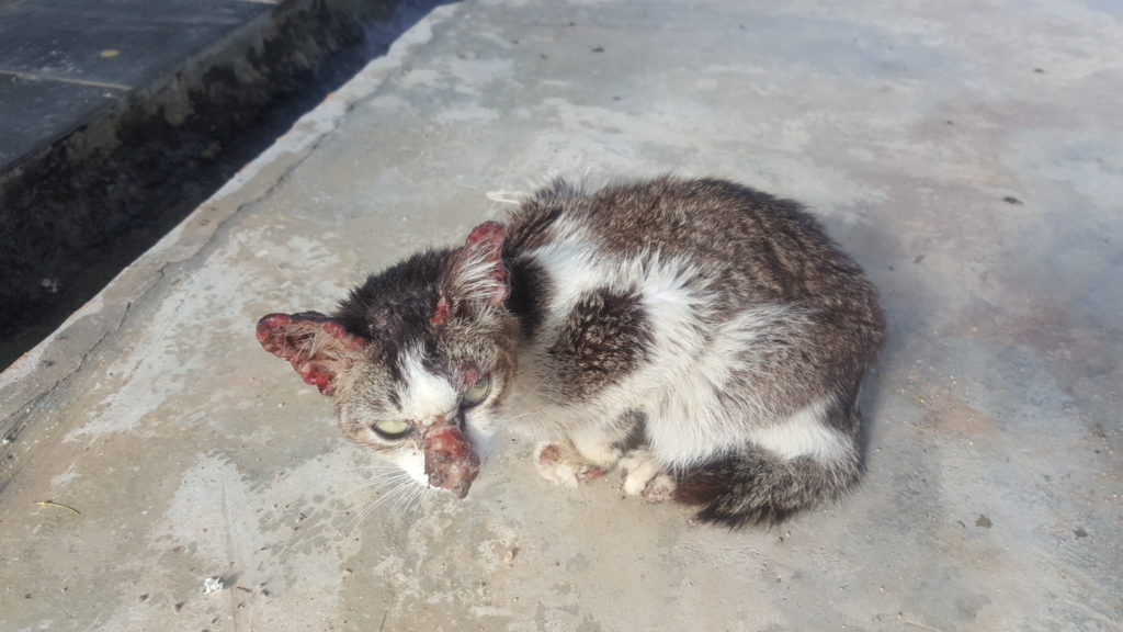 Kucing sporo perlu dikurung