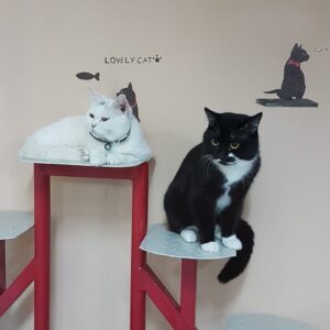 hostel di cats lover centre. Sedia terima tempahan