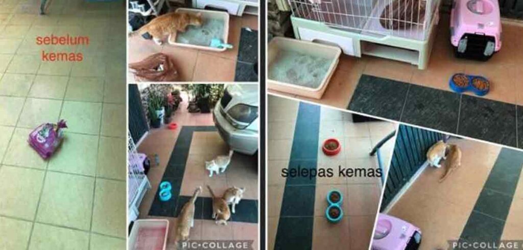 khidmat pet sitting oleh Nasyikin Resources