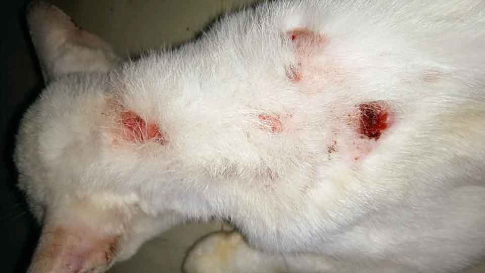 Guna ubat kucing sporo spray F7 PS Herbs untuk rawat kudis sporo berair