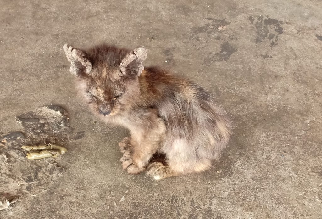 Penyakit kudis buta atau scabies pada kucing. Kulit menggerutu