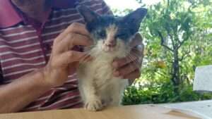 Jangkitan kurap scabies (mange) ini masih di peringkat awal, namun tanda-tanda sudah kelihatan pada kaki dan badan. Ini menunjukkan hama telah mula merebak dari kawasan asal jangkitan dan mula menyerang bahagian lain kulit kucing.