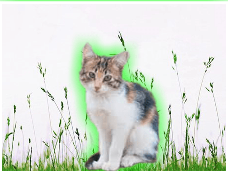 Panduan Memilih Jenis Ubat Untuk Kucing  PS Herbs Panduan