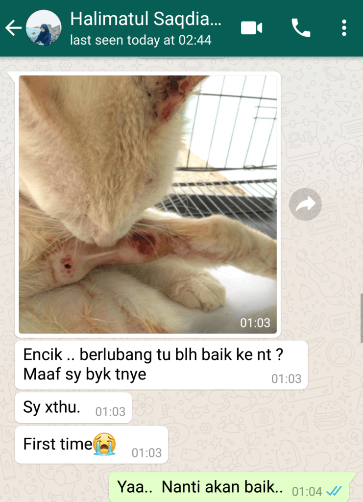 Kucing Sporo Berulat Saqdiah Sembuh  PS Herbs Testimoni