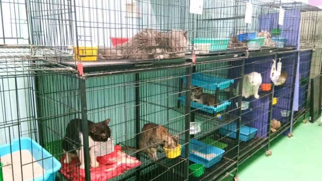 Paradise Cats House sediakan hotel untuk kucing