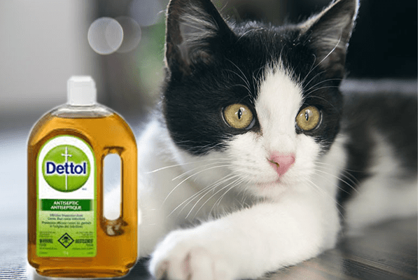 Kucing dan Dettol  PS Herbs Penyakit