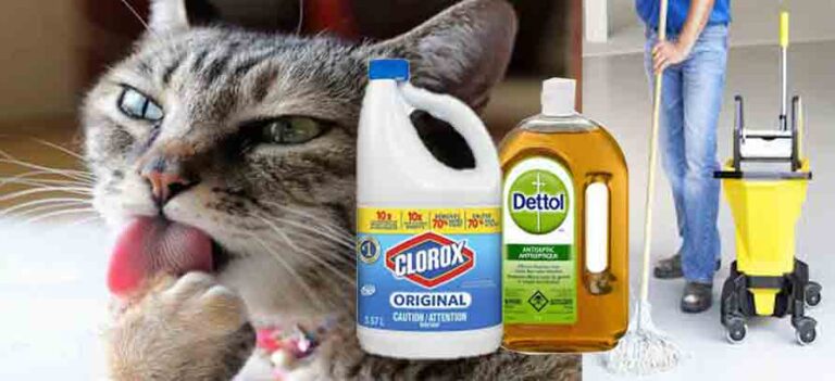 Pemilik kucing tidak sedar bahawa dettol bahaya kepada kcuing