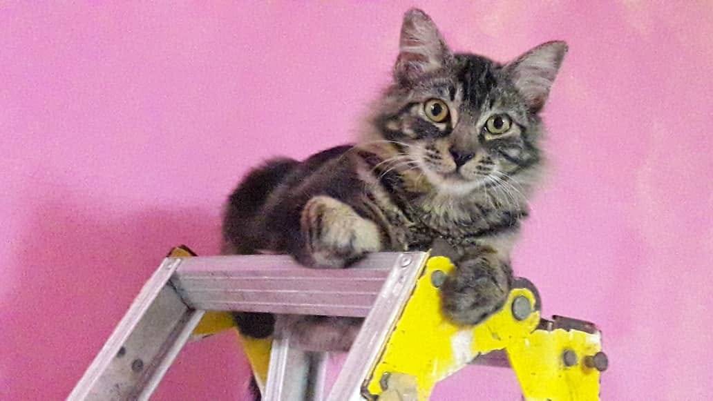 Cheetah, kucing sporo serius boleh sembuh PS Herbs Testimoni Cheetah, kucing sporo serius boleh sembuh PS Herbs Testimoni