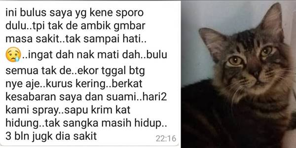 Kucing sporo yang telah sembuh