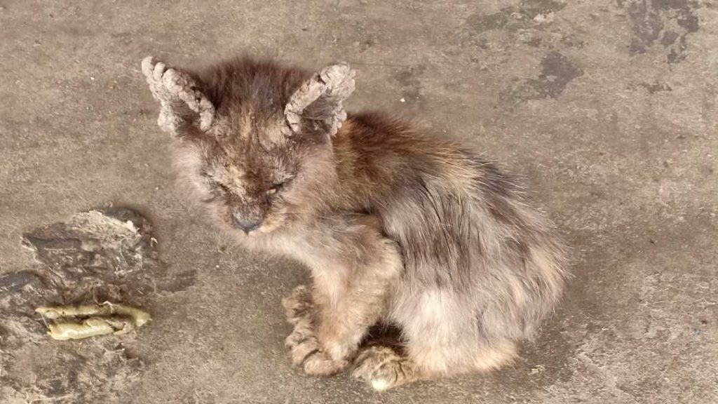 Panduan Merawat Kucing Kurap Scabies Ps Herbs Panduan