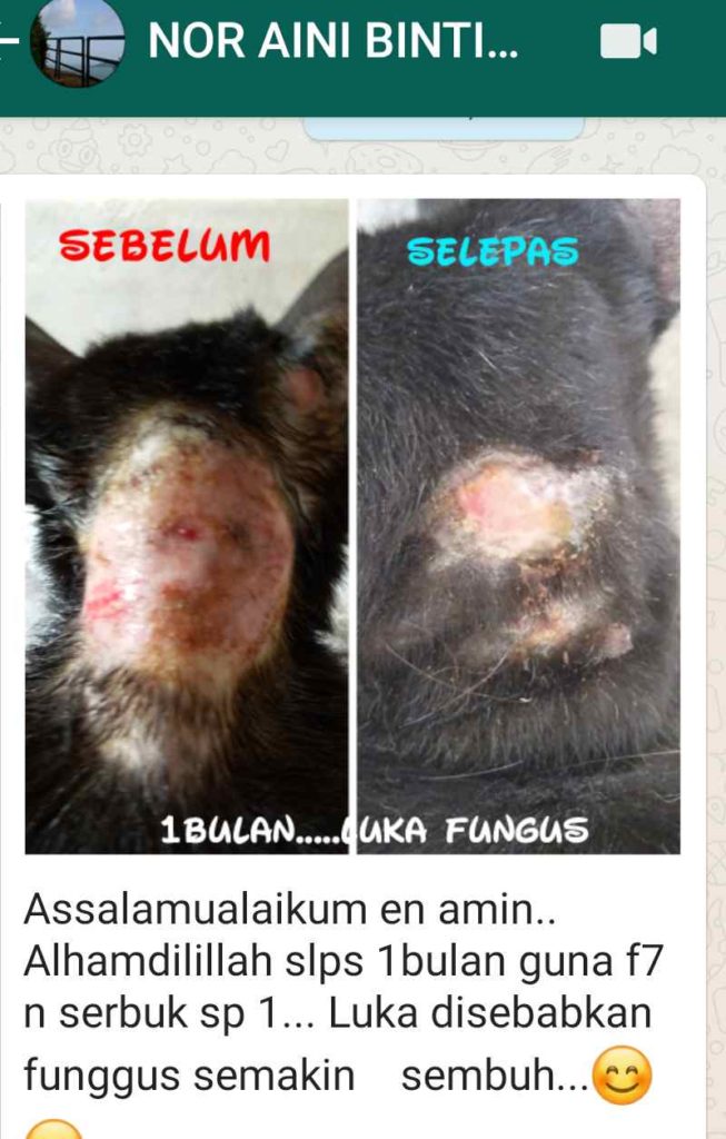 Keadaan Fungal infection selepas sebulan rawatan dengan Spray F7