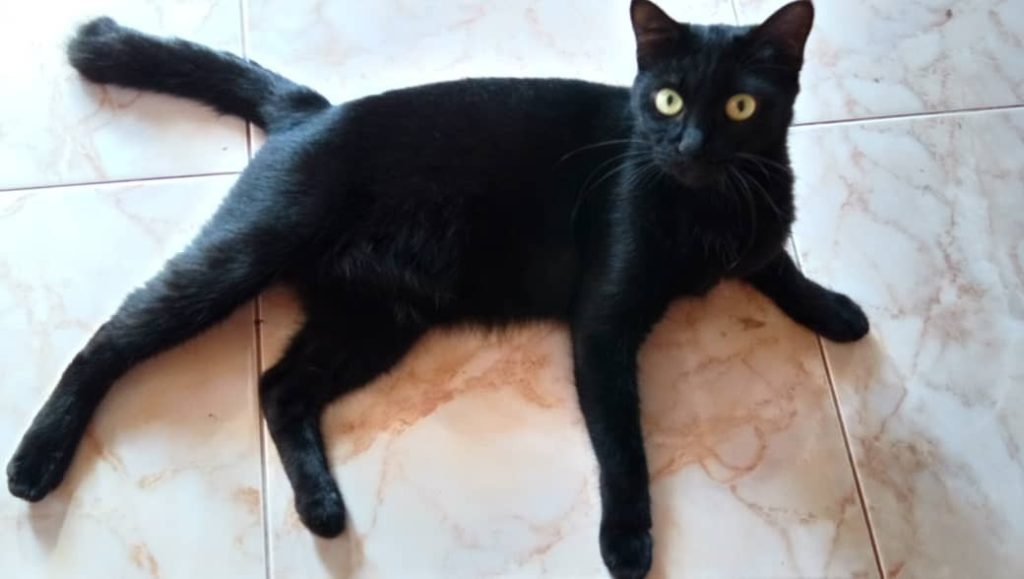 Cara membersihkan hidung kucing yg hitam